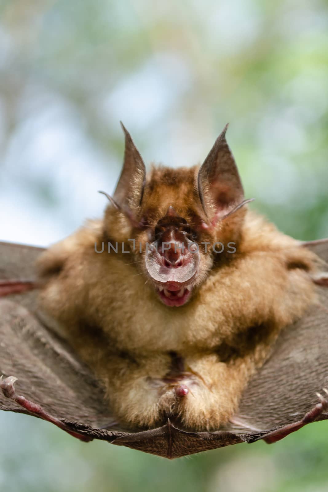 Blyth's Horseshoe Bat  are sleeping in the cave hanging on the ceiling period midday