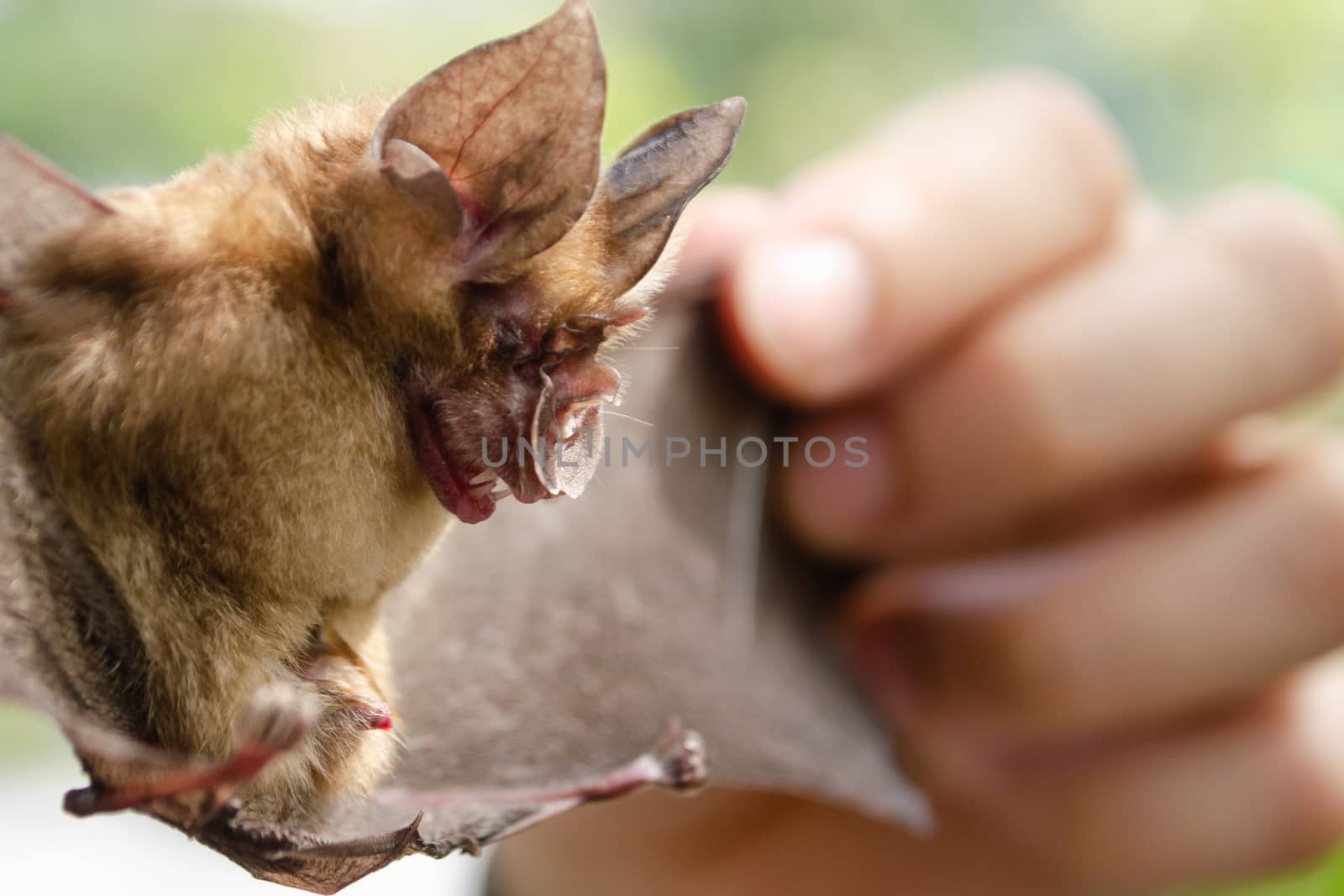 Blyth's Horseshoe Bat  are sleeping in the cave hanging on the ceiling period midday