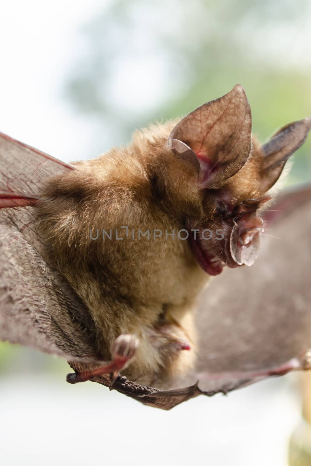 Blyth's Horseshoe Bat  are sleeping in the cave hanging on the ceiling period midday