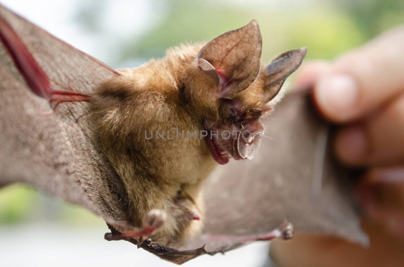 Blyth's Horseshoe Bat  are sleeping in the cave hanging on the ceiling period midday