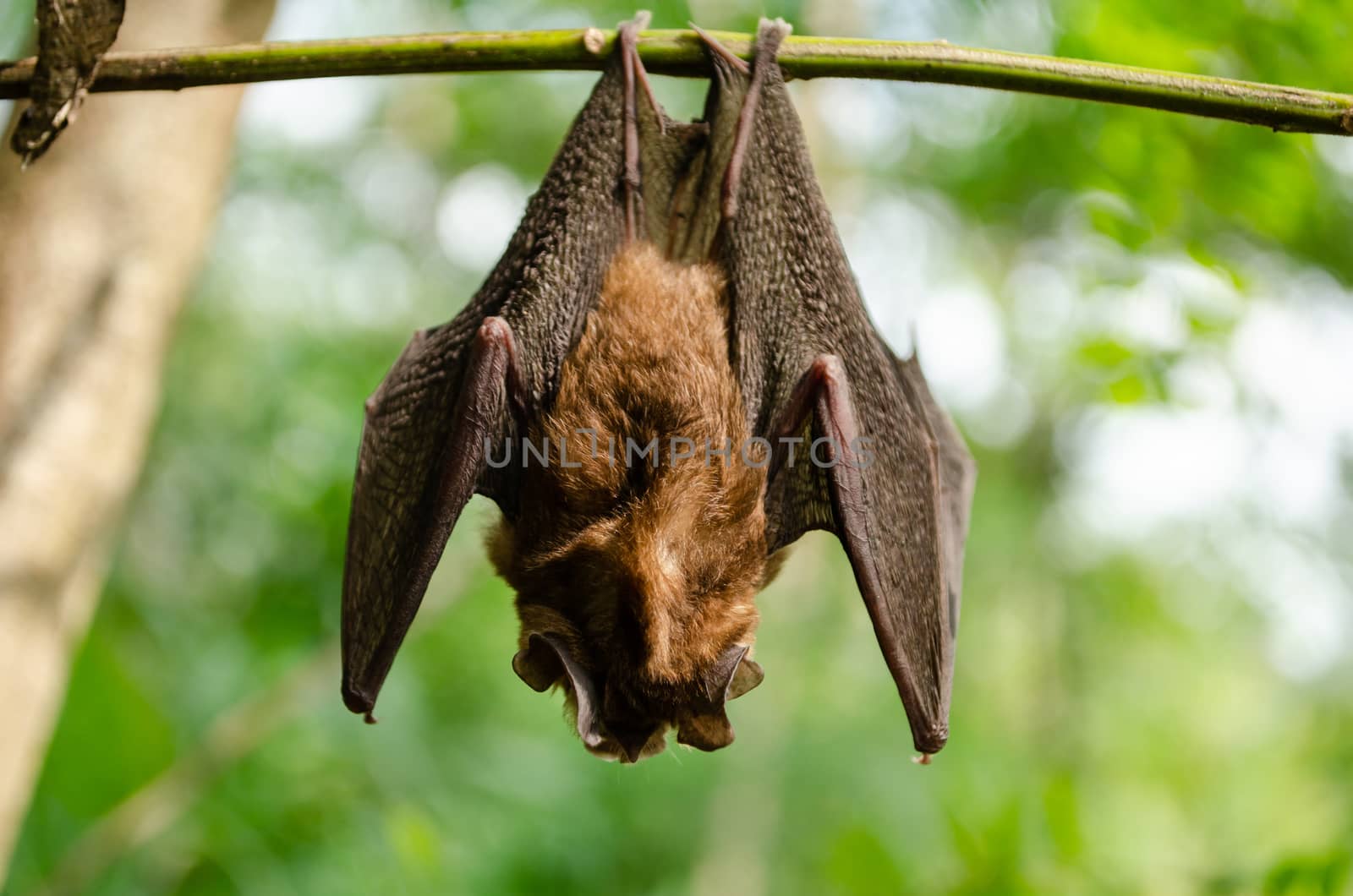 Blyth's Horseshoe Bat  are sleeping in the cave hanging on the ceiling period midday