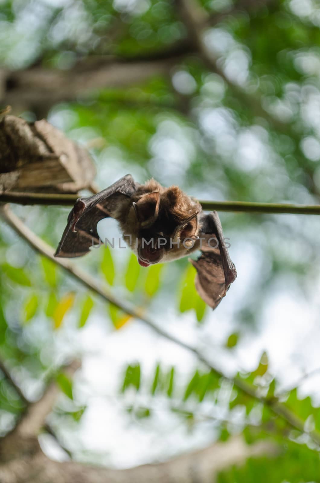 Blyth's Horseshoe Bat  are sleeping in the cave hanging on the ceiling period midday