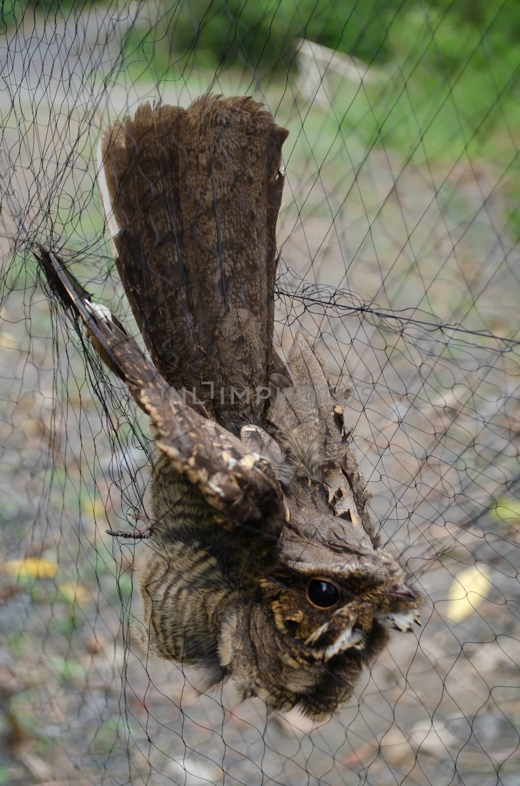 nightjar is found along the southern Himalayan foothill, eastern South Asia, Southeast Asia and nortern Austarlia