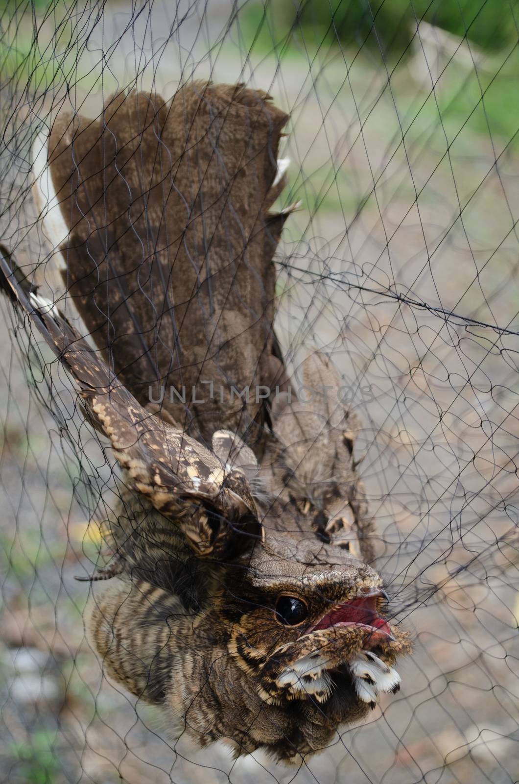 nightjar is found along the southern Himalayan foothill, eastern South Asia, Southeast Asia and nortern Austarlia