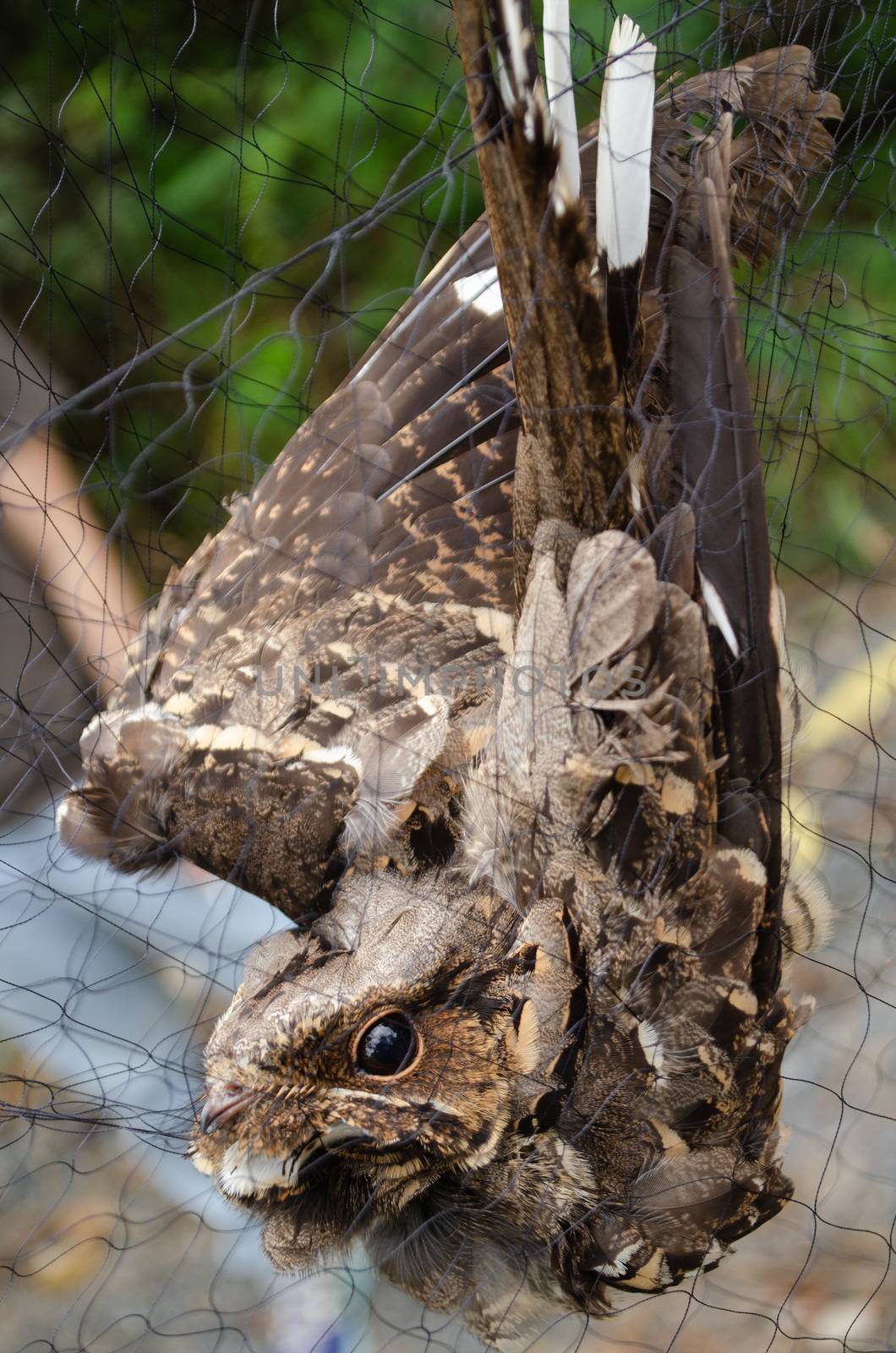 nightjar is found along the southern Himalayan foothill, eastern South Asia, Southeast Asia and nortern Austarlia