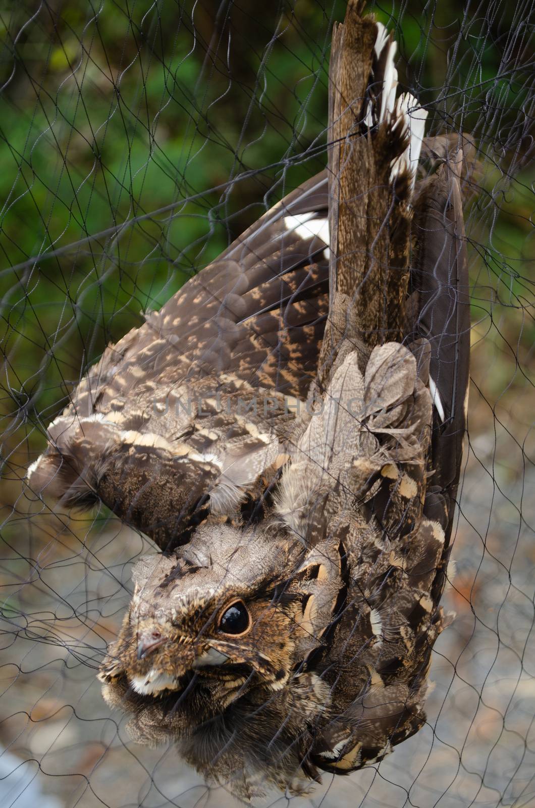 The Large-tailed nightjar is night bird by visanuwit