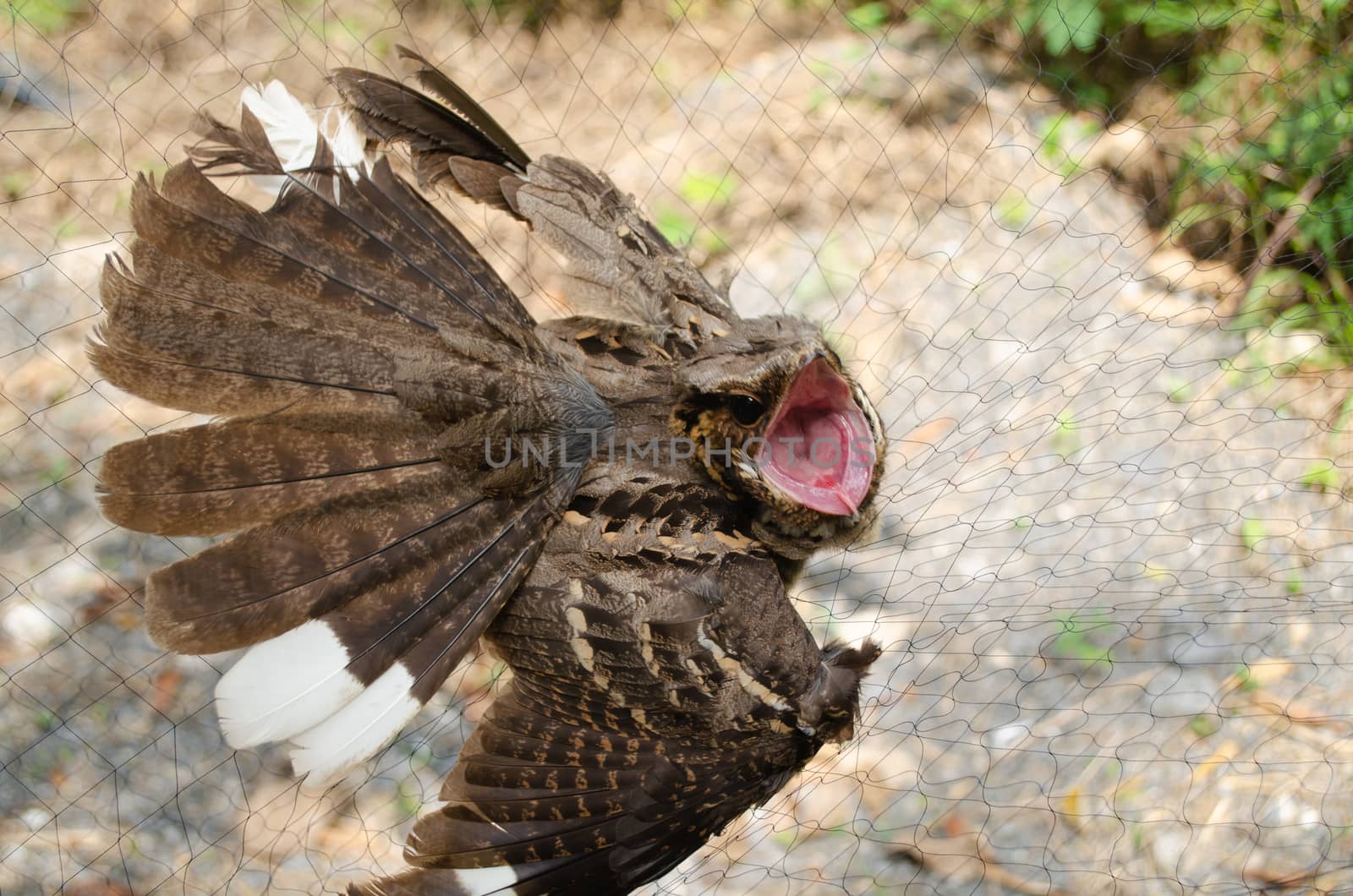 The Large-tailed nightjar is night bird by visanuwit