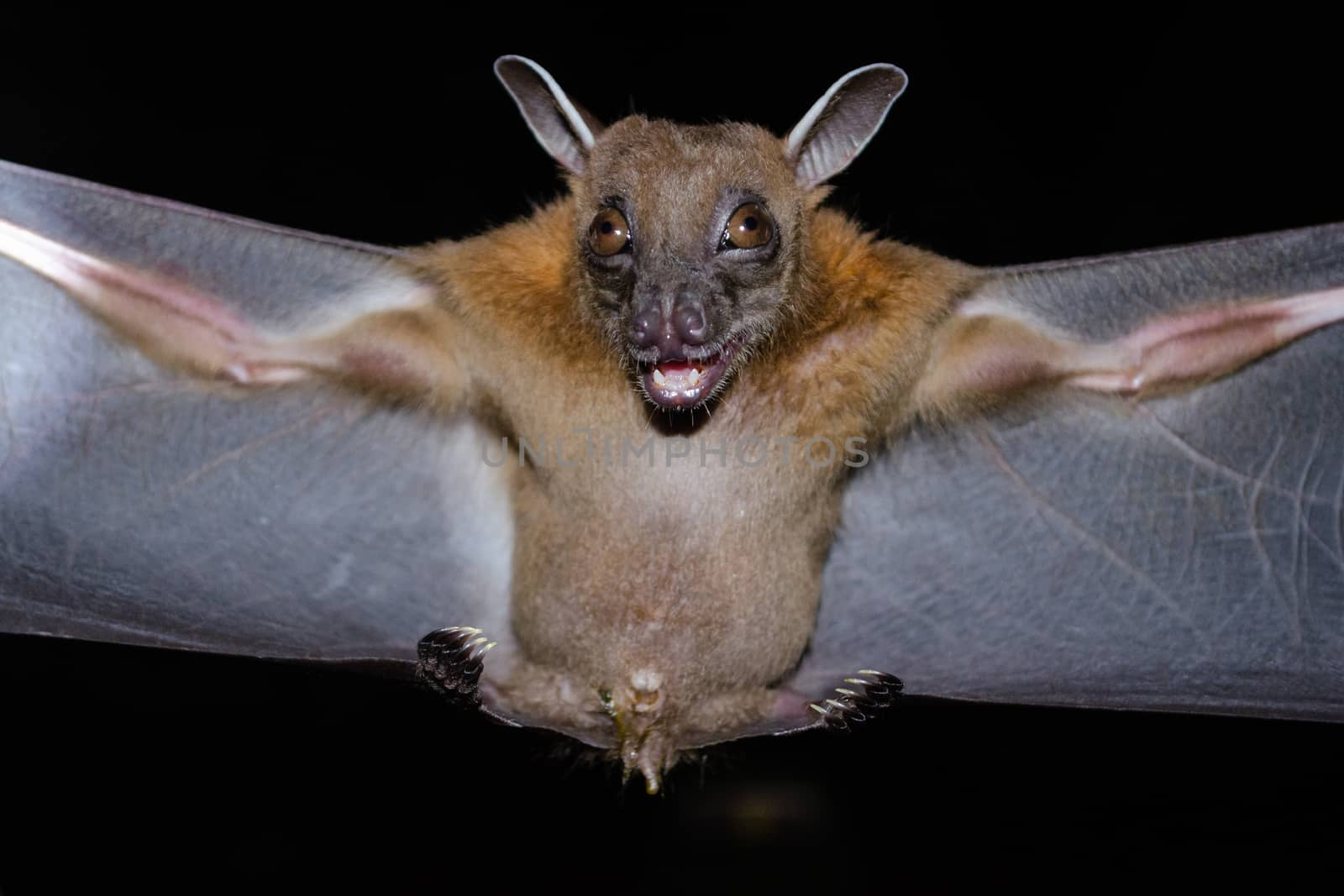 Greater Shortnosed Fruit Bat are sleeping in the cave hanging on the ceiling period midday