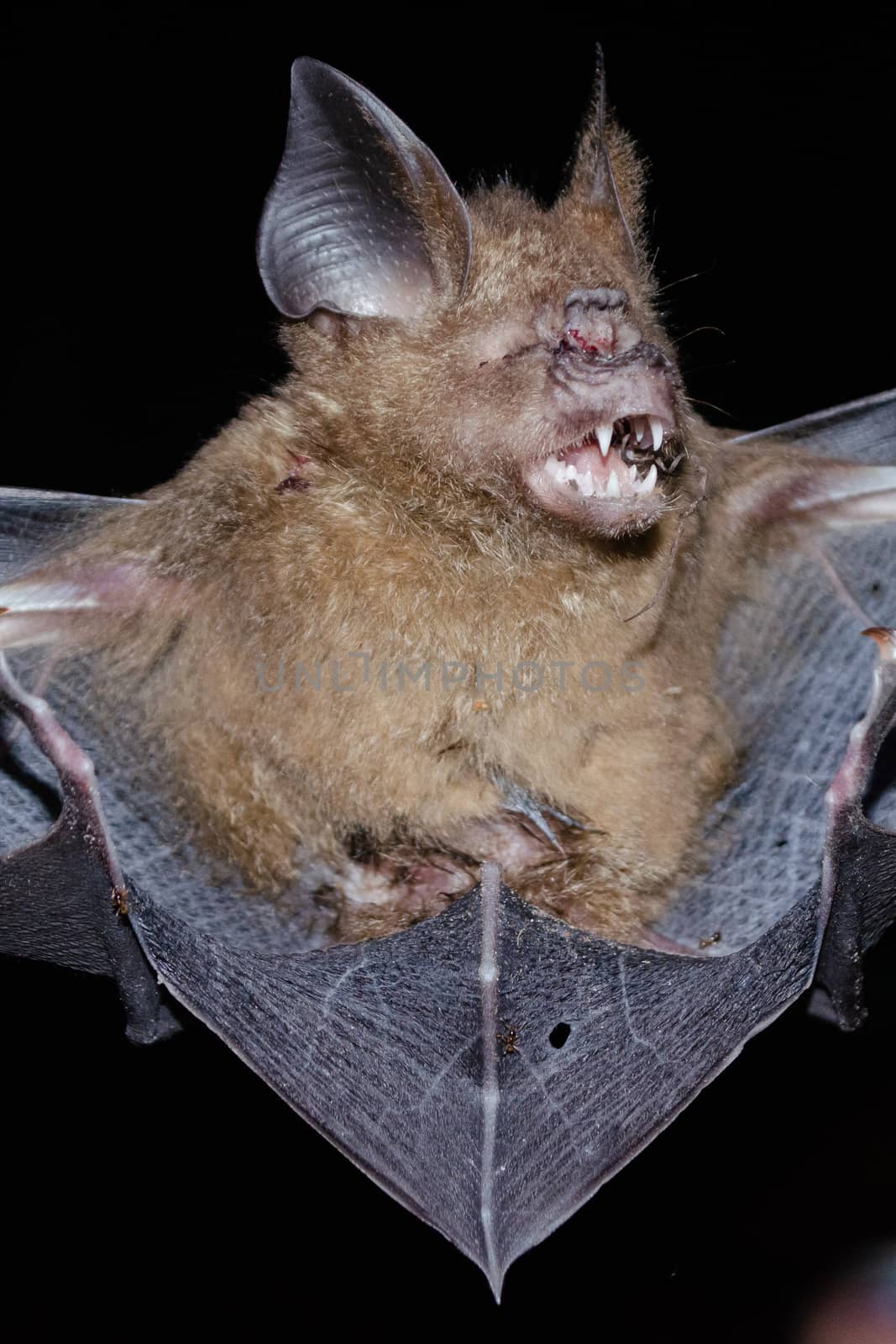 Intermediate Leaf-nosed Bat  are sleeping in the cave hanging on the ceiling period midday