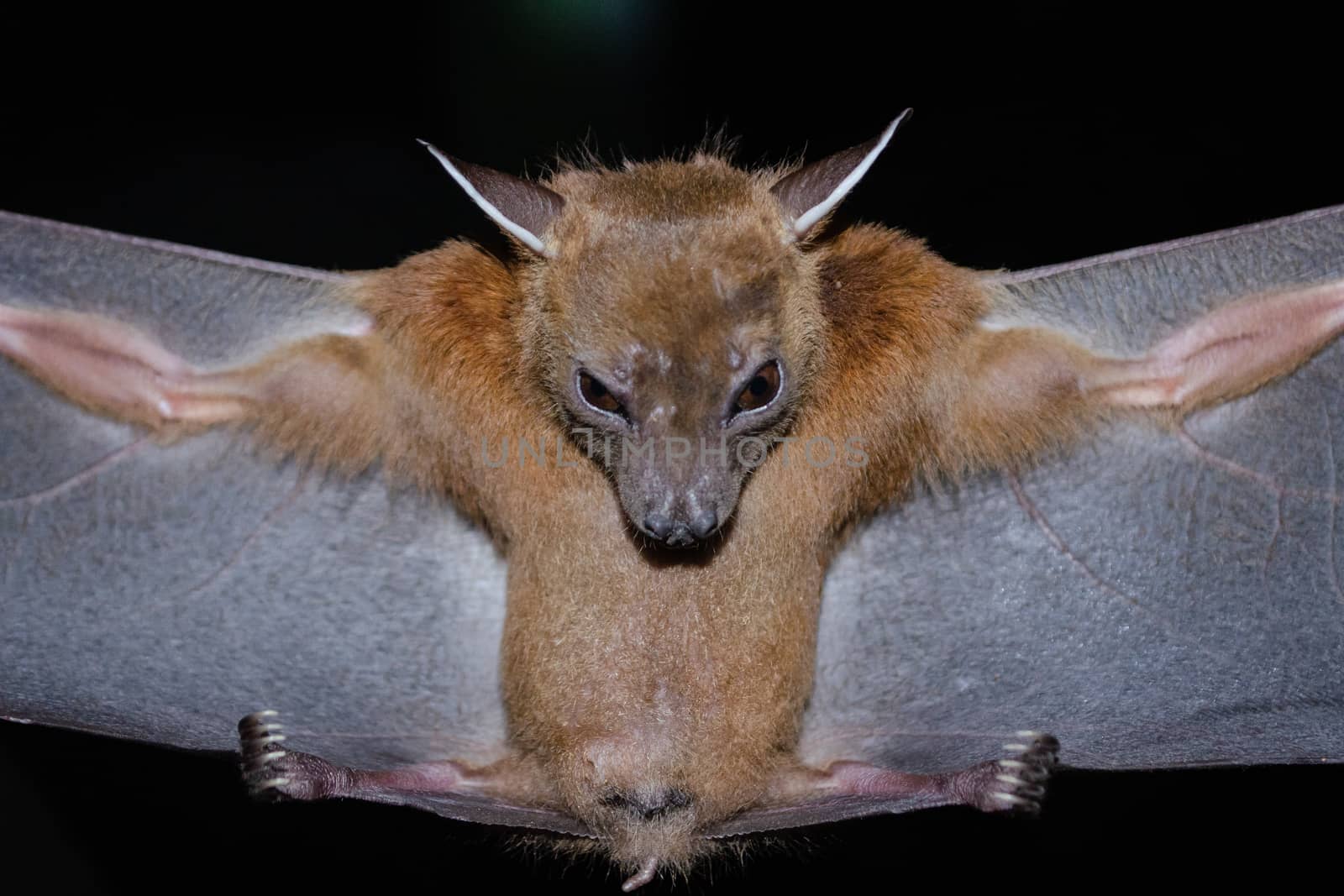 Greater Shortnosed Fruit Bat are sleeping in the cave hanging on the ceiling period midday