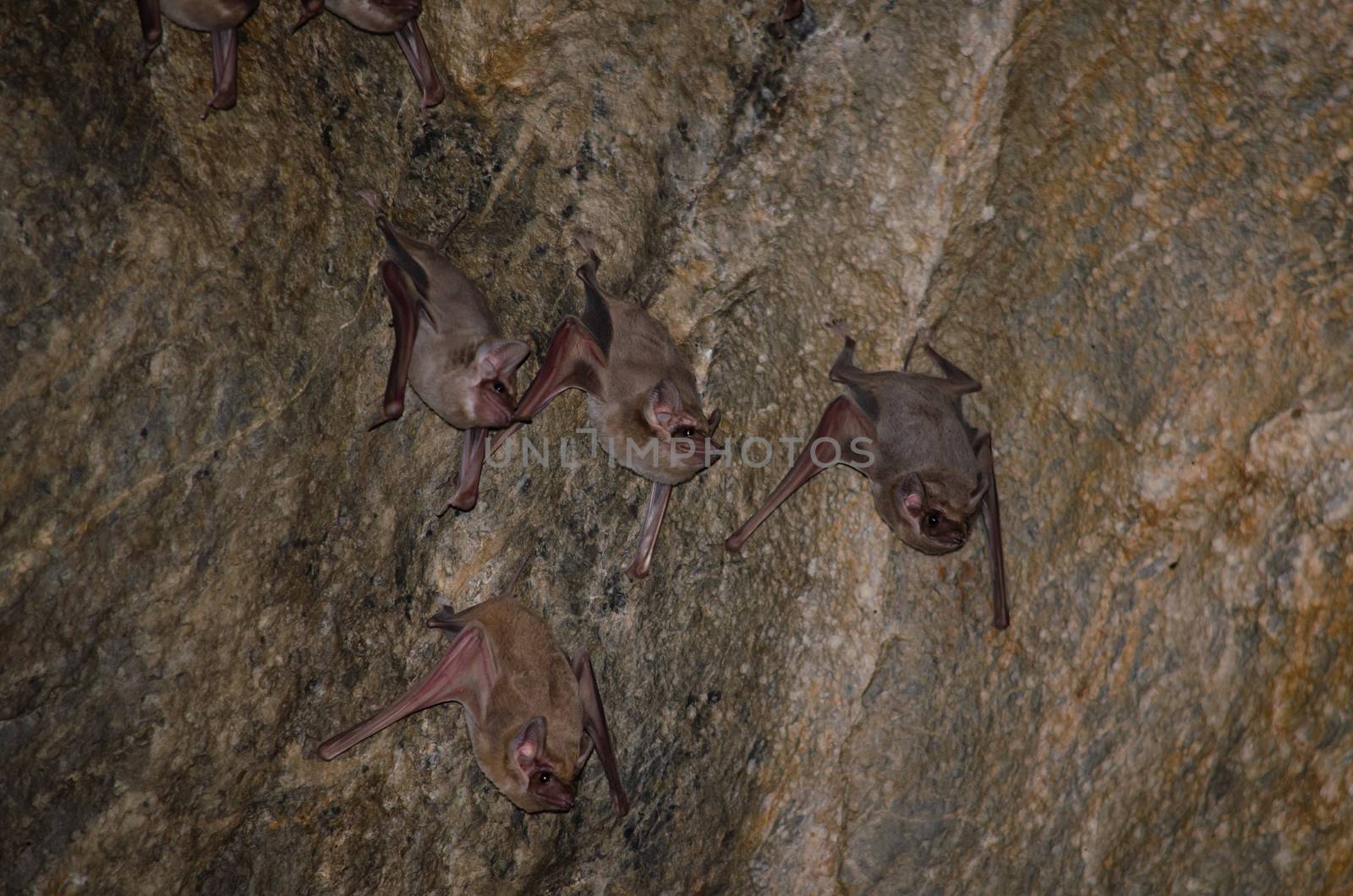 bat is mammal and call "vampire" by visanuwit