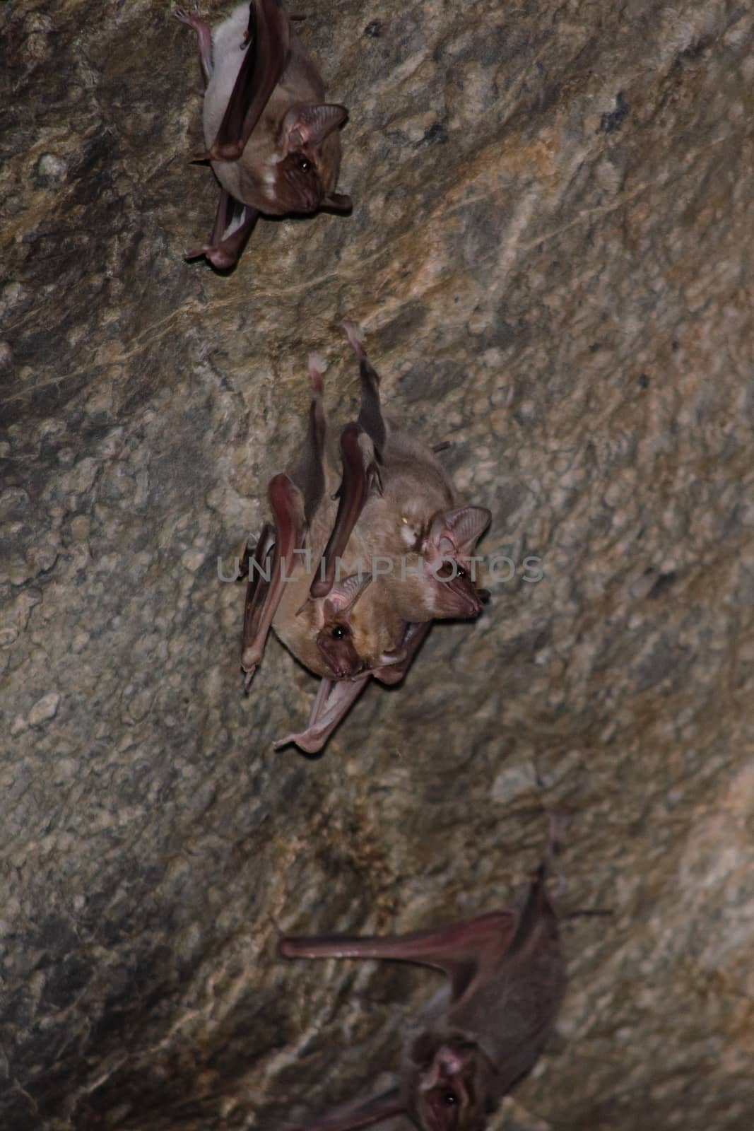 Long-winged Tomb Bat   are sleeping in the cave hanging on the ceiling period midday