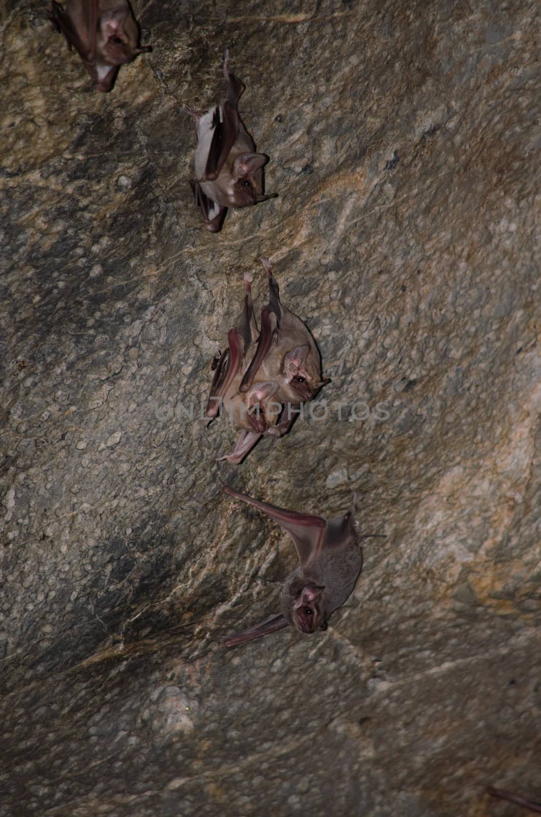 Long-winged Tomb Bat   are sleeping in the cave hanging on the ceiling period midday