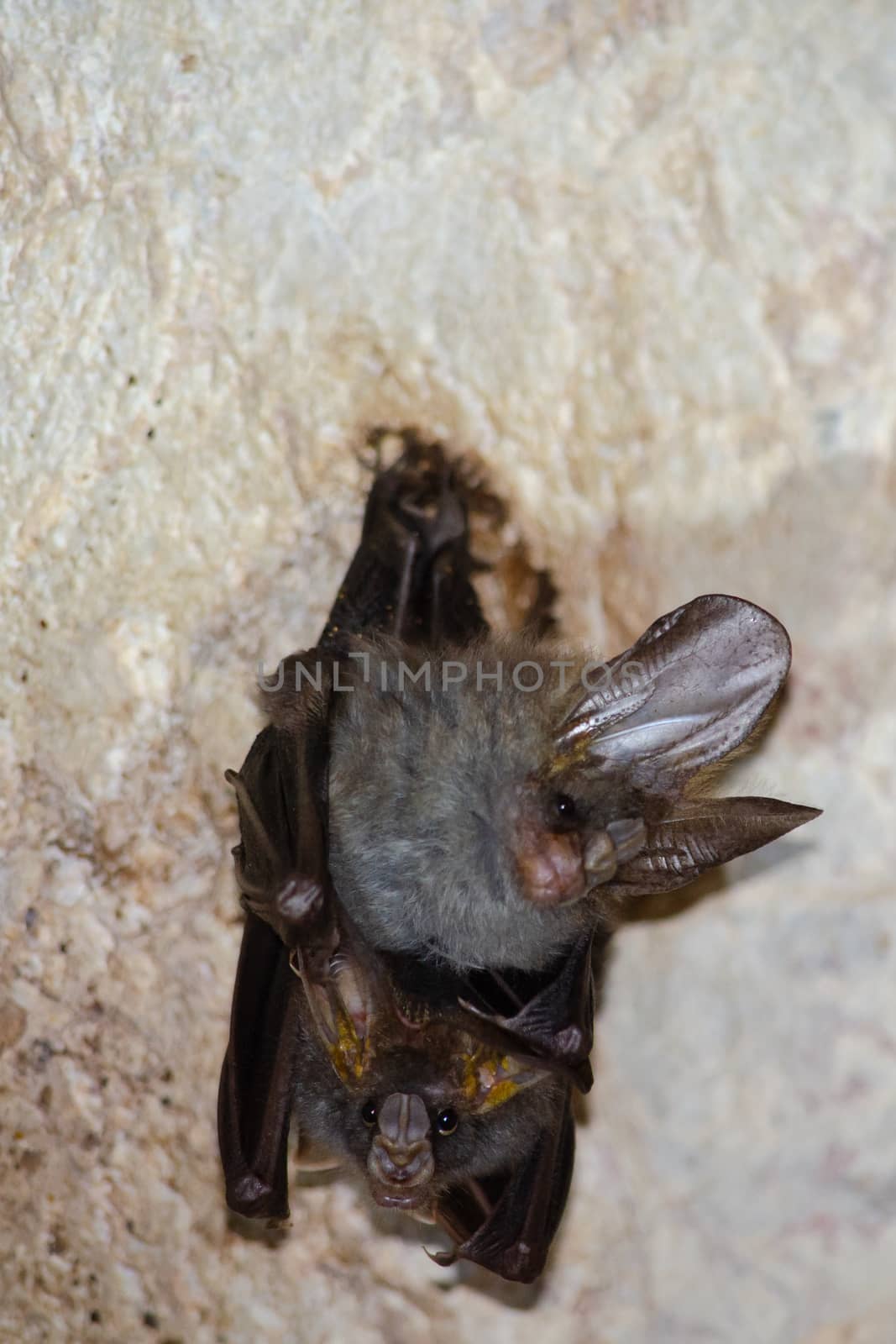 esser false vampire bat  are sleeping in the cave hanging on the ceiling period midday