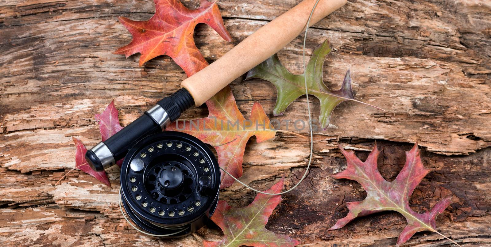 Fly fishing reel on dry old weathered tree and autumn leaves  by tab1962