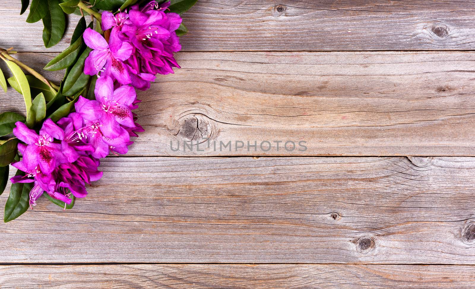 Seasonal wild rhododendron flowers on rustic wooden boards  by tab1962