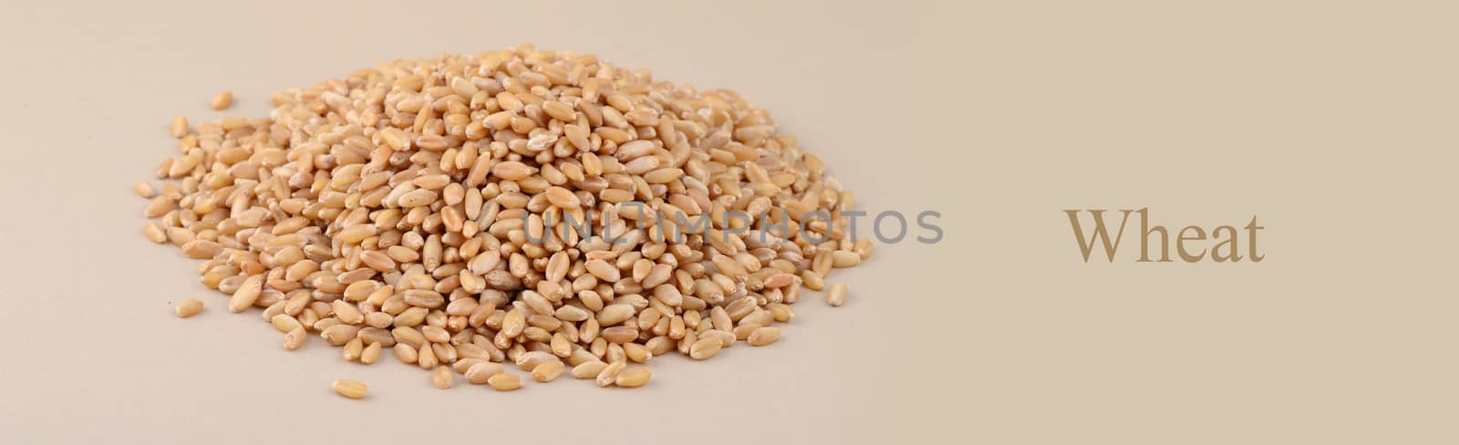 Heap Wheat grains on background. Close up