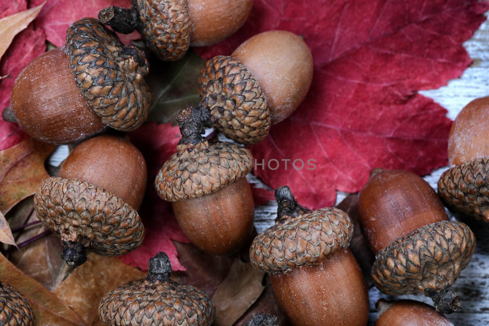 Close up of autumn acorns and leaves for the holiday decorations by tab1962