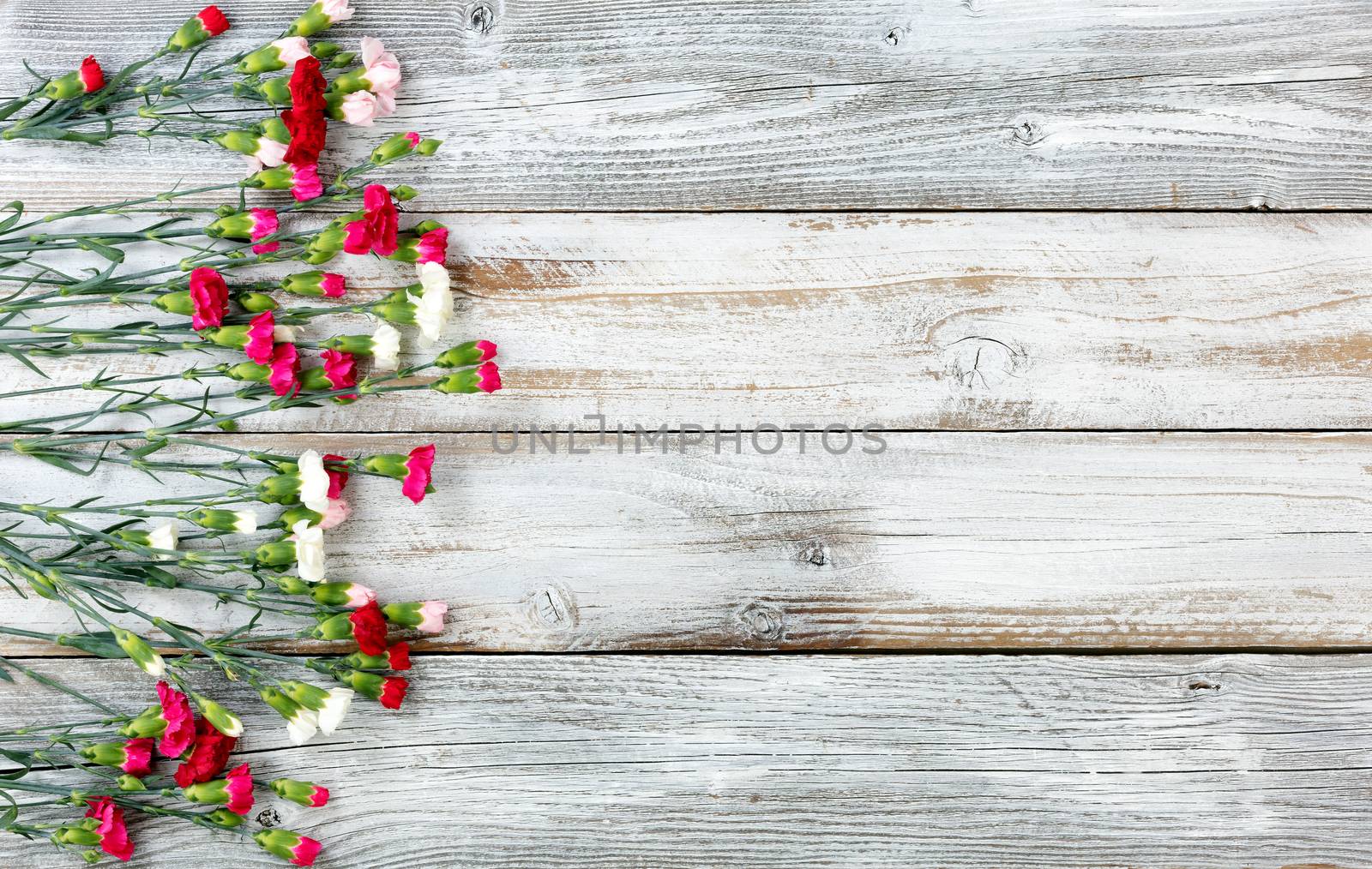 Colorful carnation flowers forming left border on white weathere by tab1962