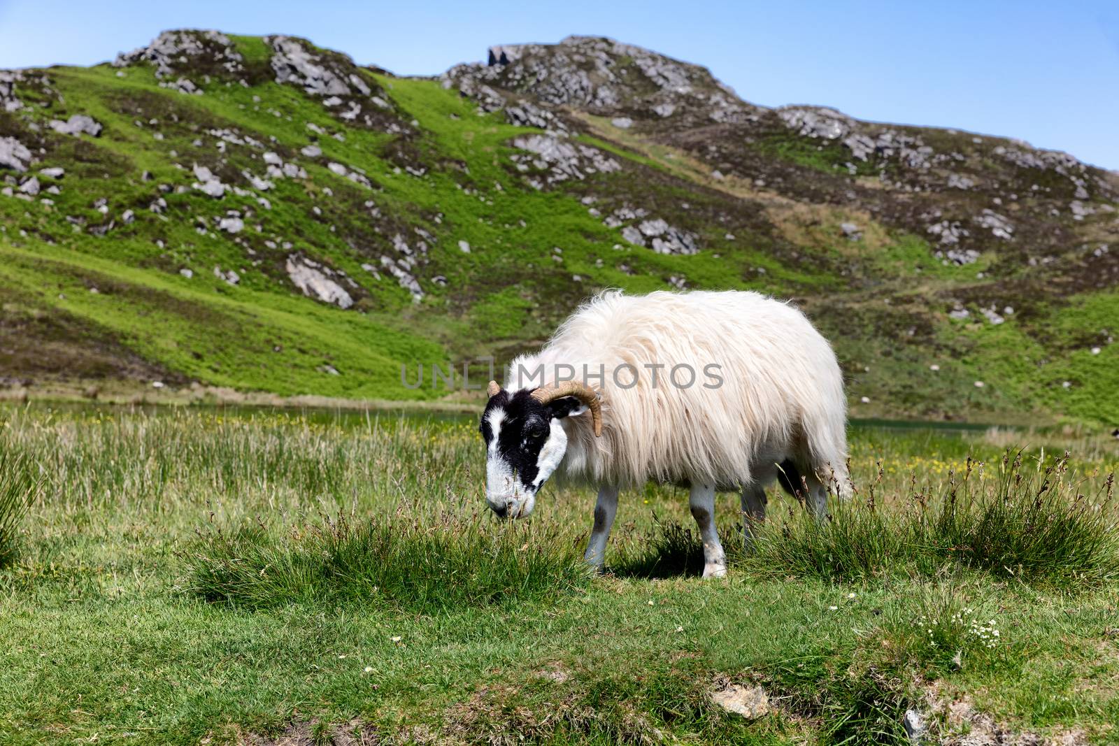 sheep in pasture eating wild grass by tab1962