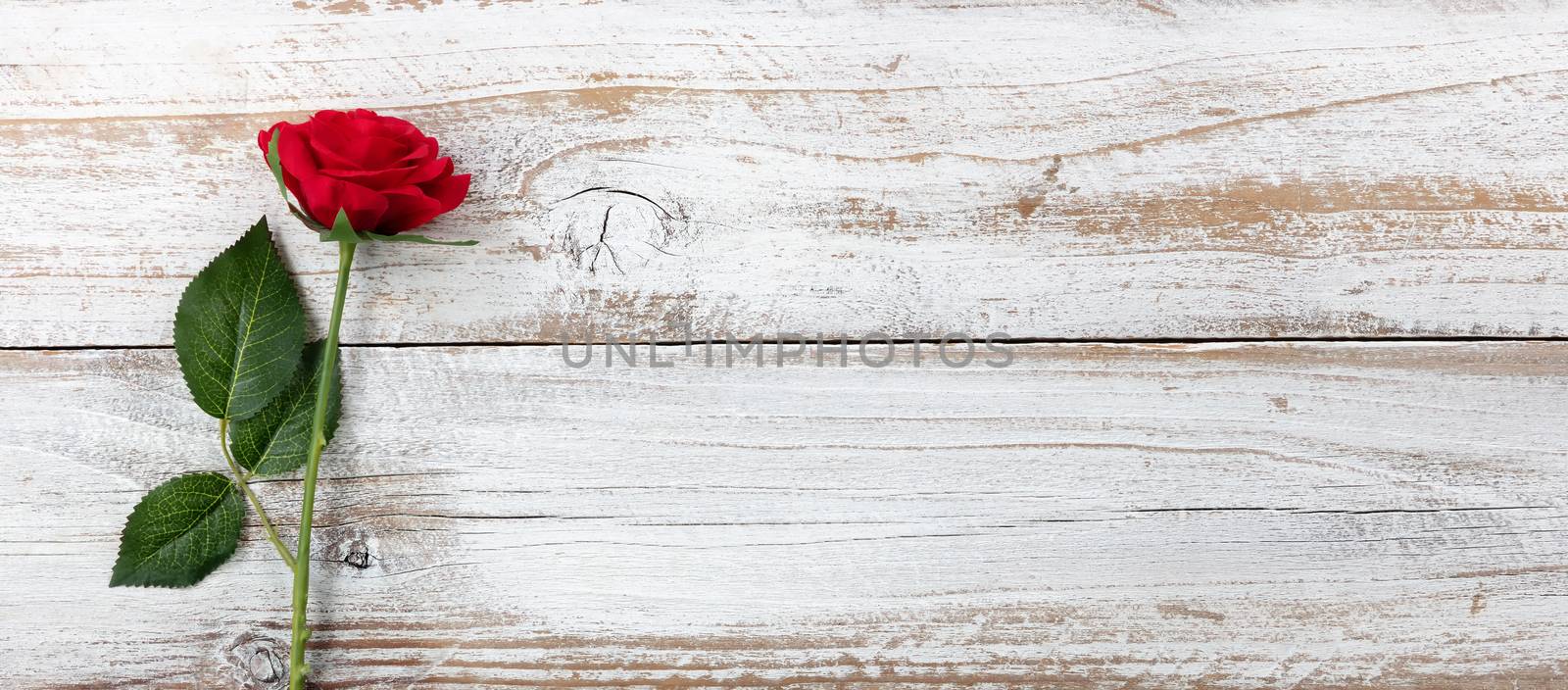 Anniversary background with a single red rose on white weathered by tab1962