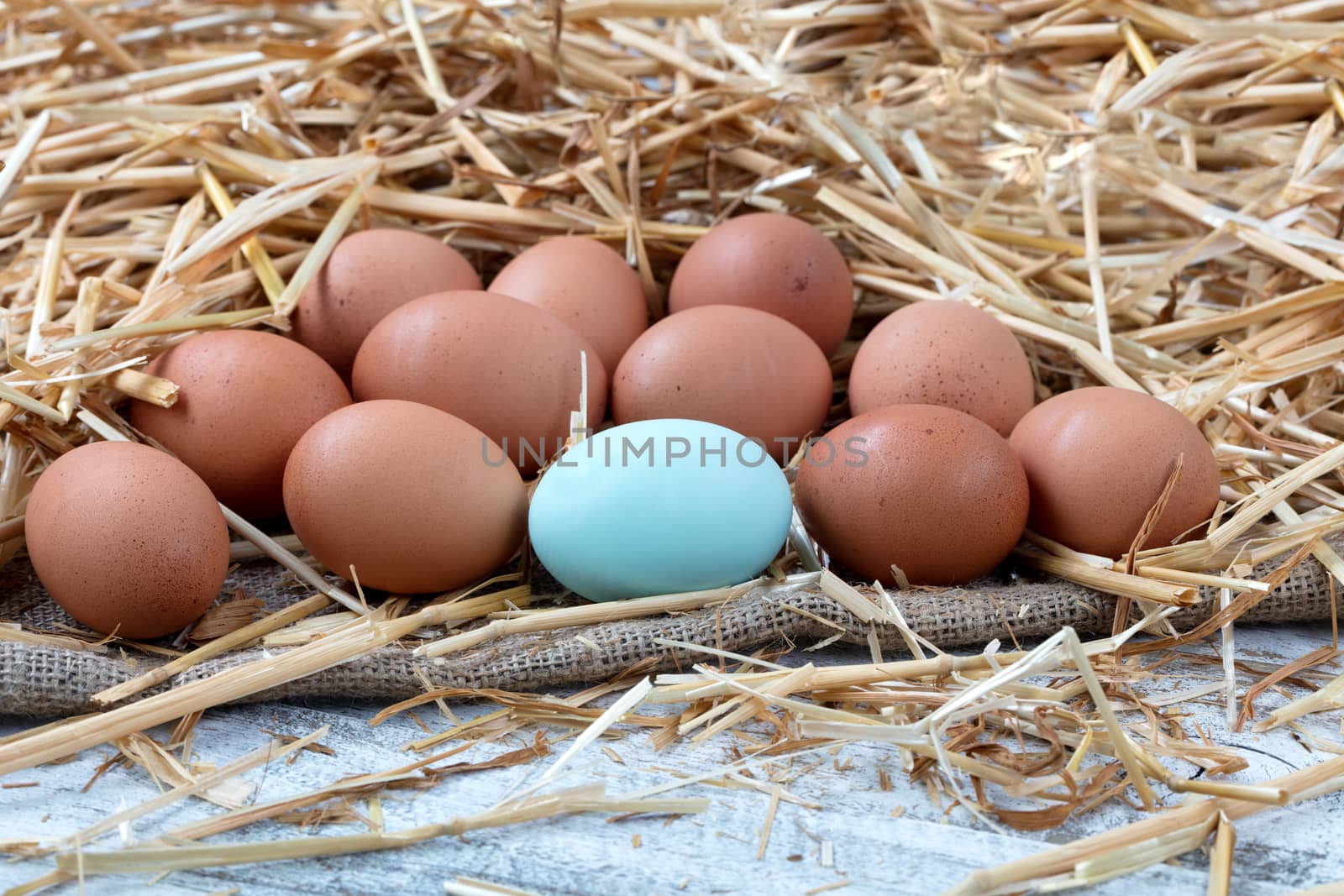 Close up view of a single blue egg with natural brown raw eggs resting on straw and burlap with white rustic wood 