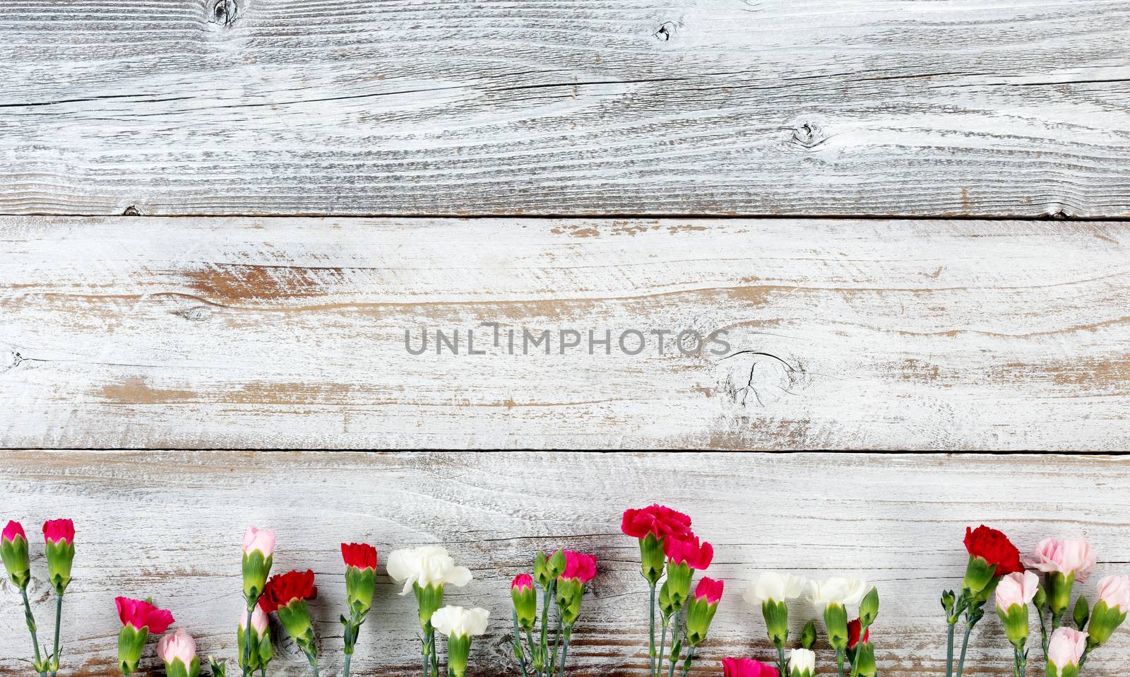 Colorful carnation flower bottom border on white weathered woode by tab1962