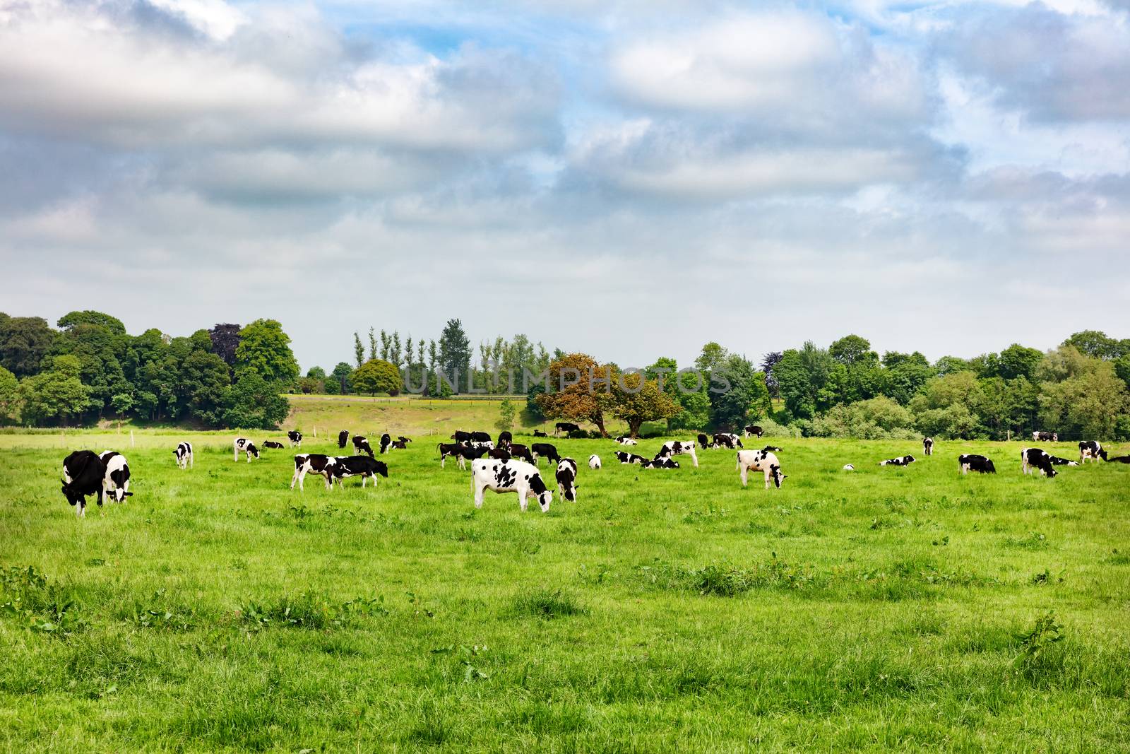 Dairy cows grazing in open grass field of farm  by tab1962