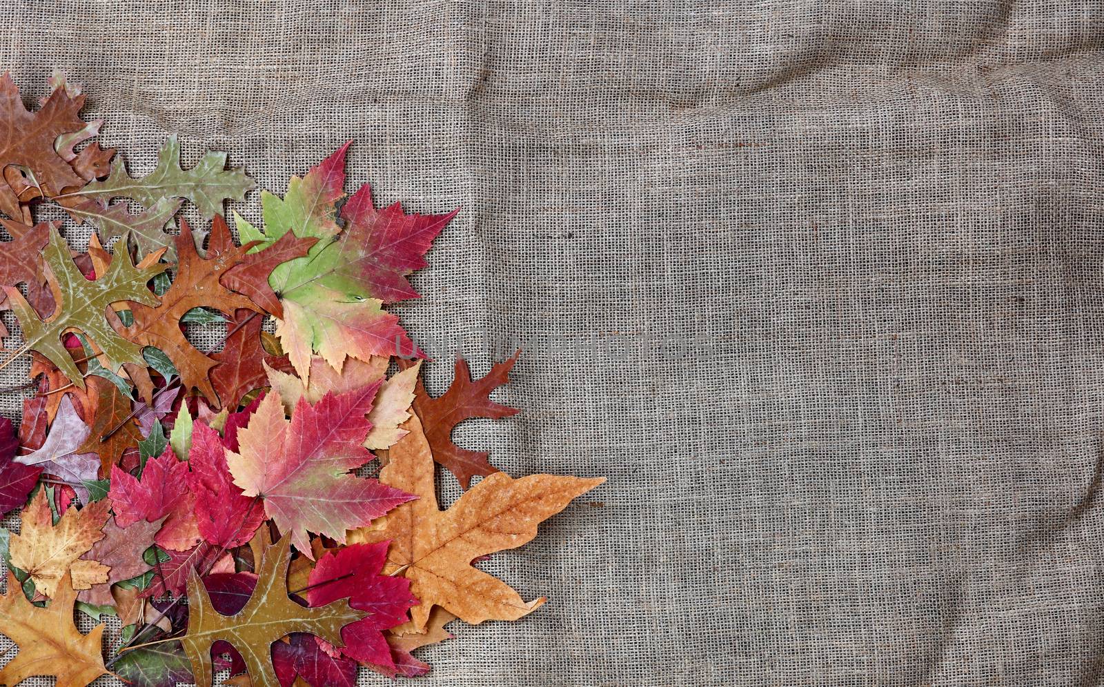 Pile of Autumn leaves for the season on burlap setting  by tab1962