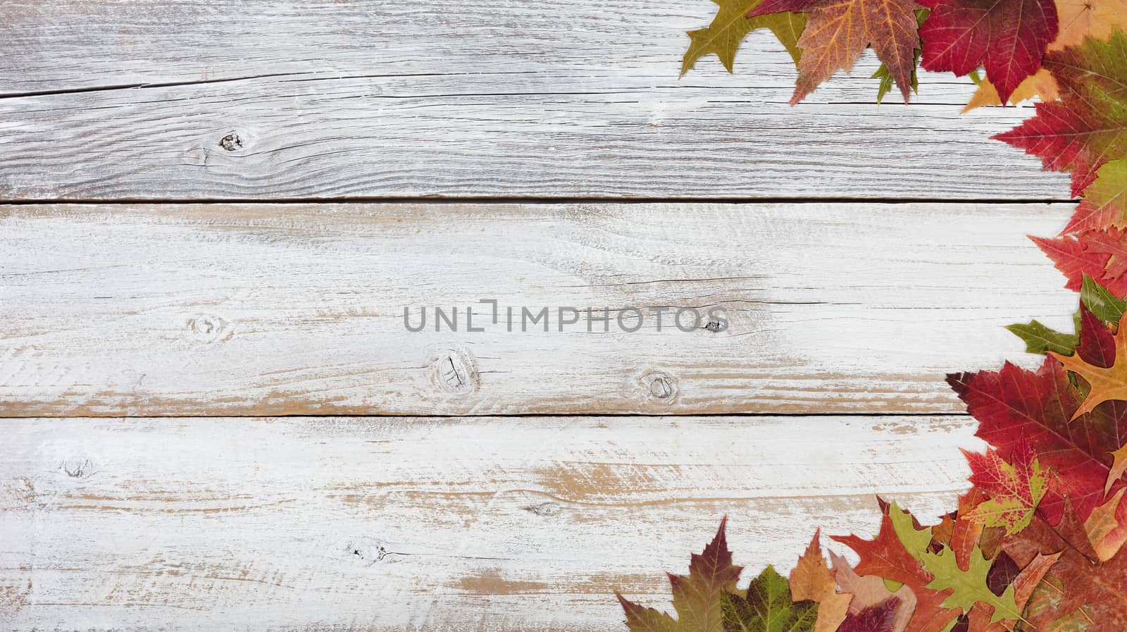 Right border of Autumn foliage on rustic white wooden boards  by tab1962