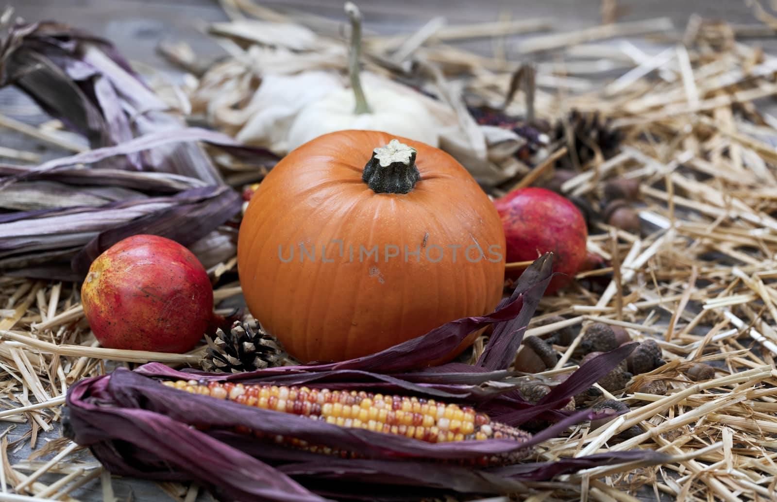 Front view of Autumn decorations consisting of pumpkin, acorns, gourd, corn and pine cones on rustic wood with straw for Thanksgiving or Halloween season