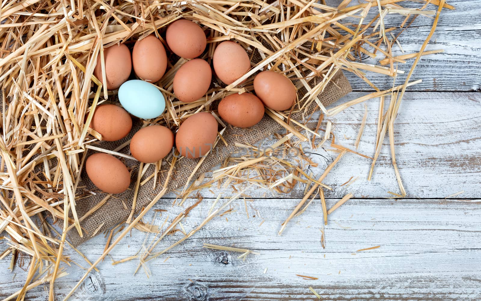 Overhead view of single blue egg with natural brown raw eggs resting on straw and burlap with white rustic wood 