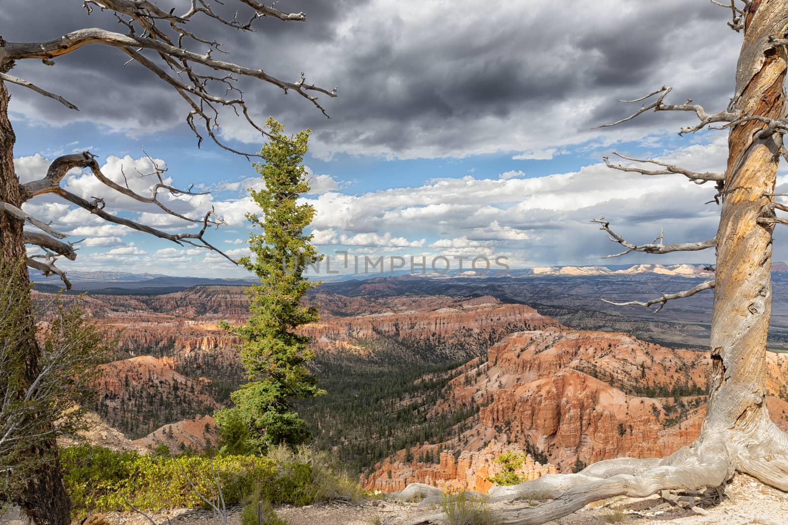 Grand Canyon view with textured trees and dark skies   
