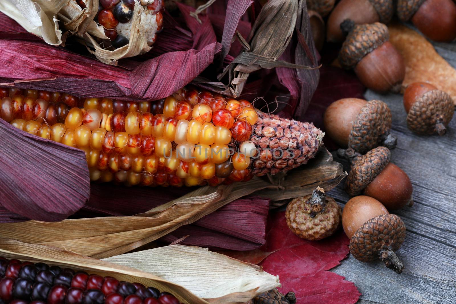 Thanksgiving corn with acorns and leaves