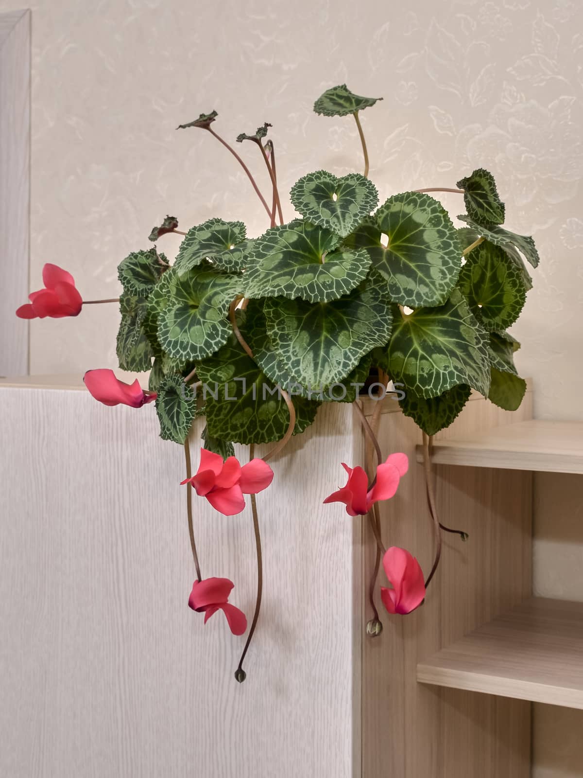 Patterned green leaves of the Persian cyclamen with red flowers on a light furniture background.