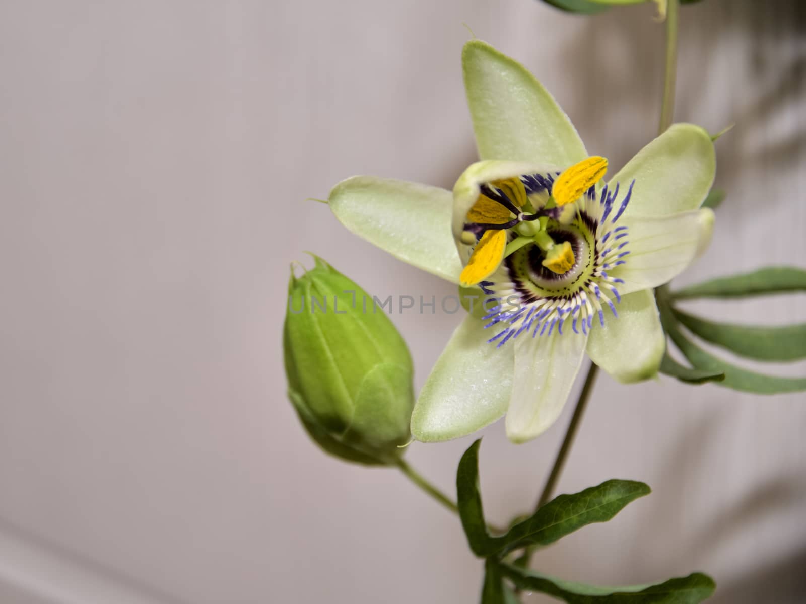 Escape with a flower and a bud of passionflower, a plant with carved leaves on a light background.