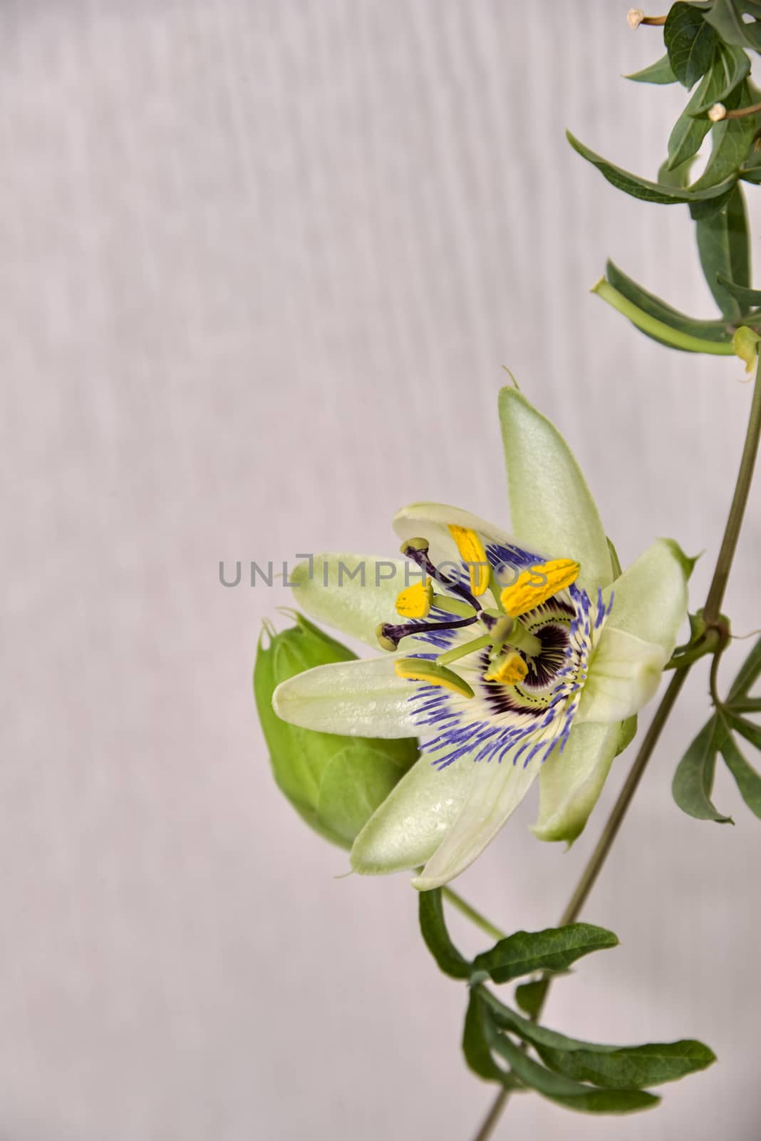 Escape with a flower and a bud of passionflower, a plant with carved leaves on a light background.