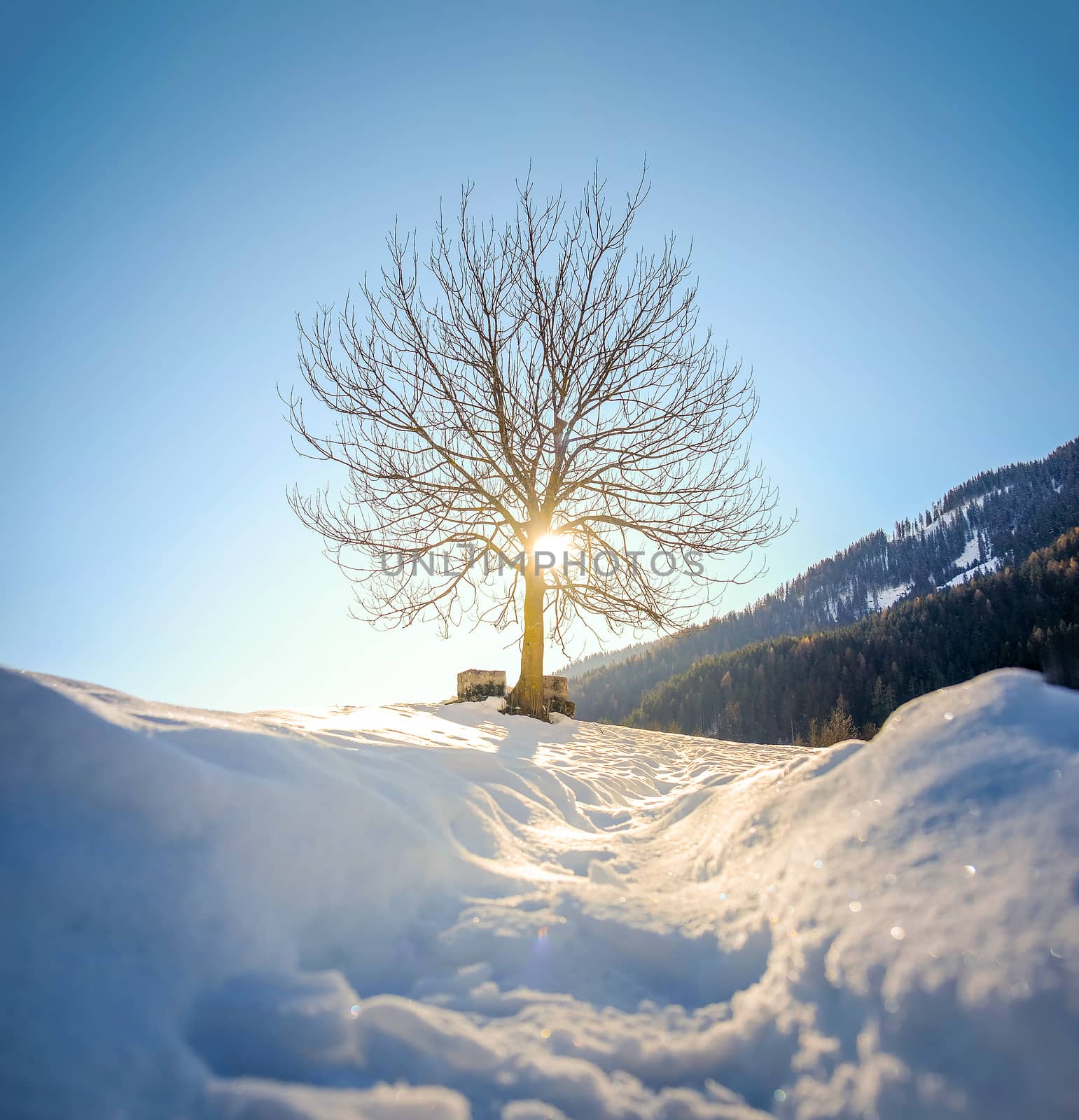pov snow tree silhouette backlight through branches .