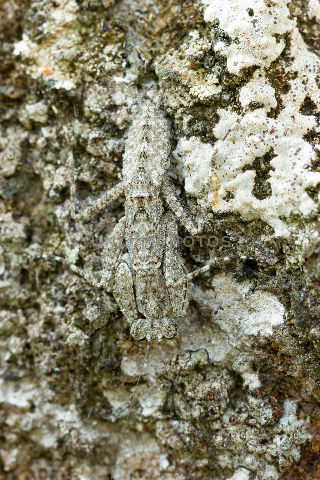 Praying Mantis on the rock in tropical forest. by SaitanSainam