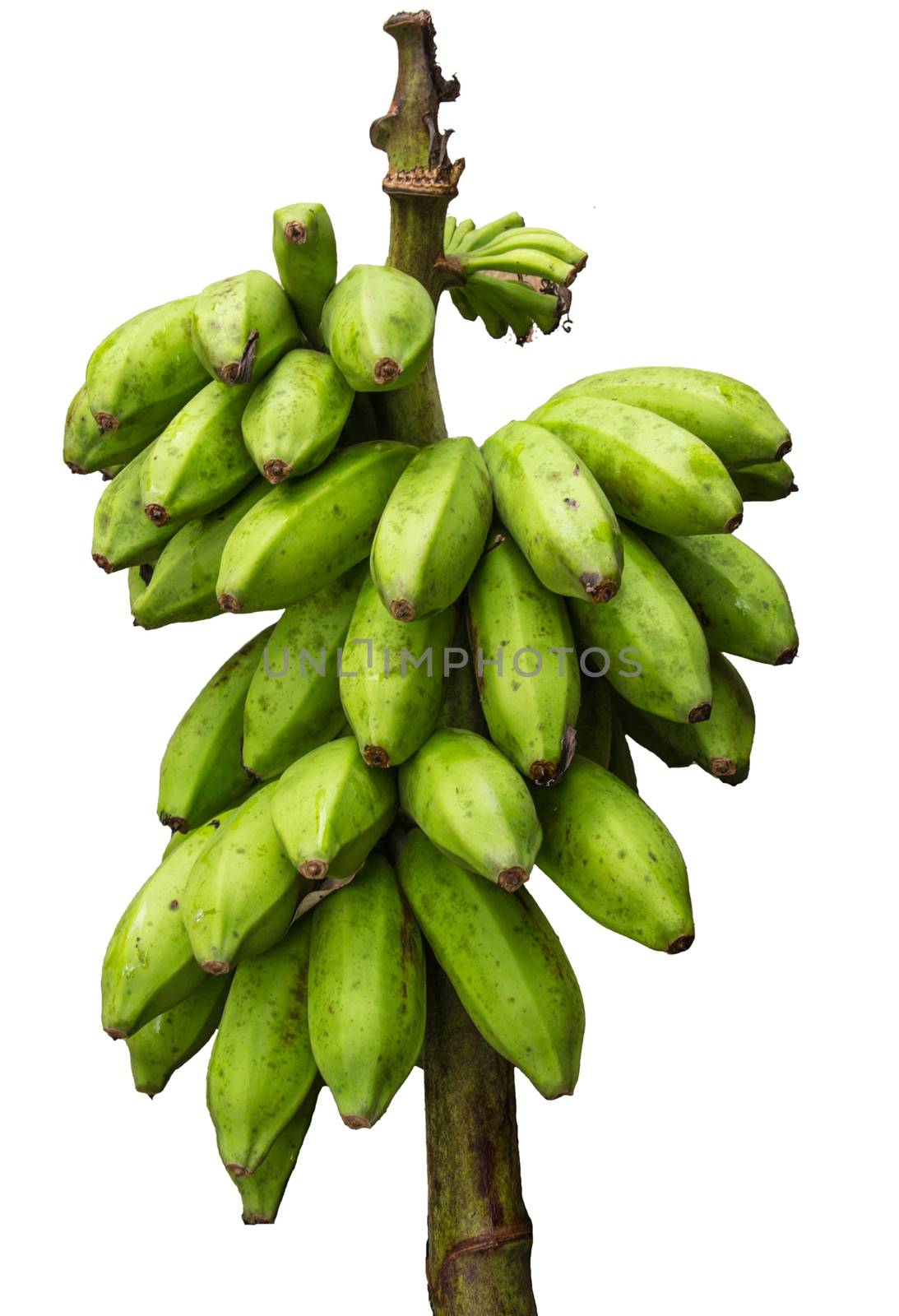 The Green banana bunch isolated on white background.
