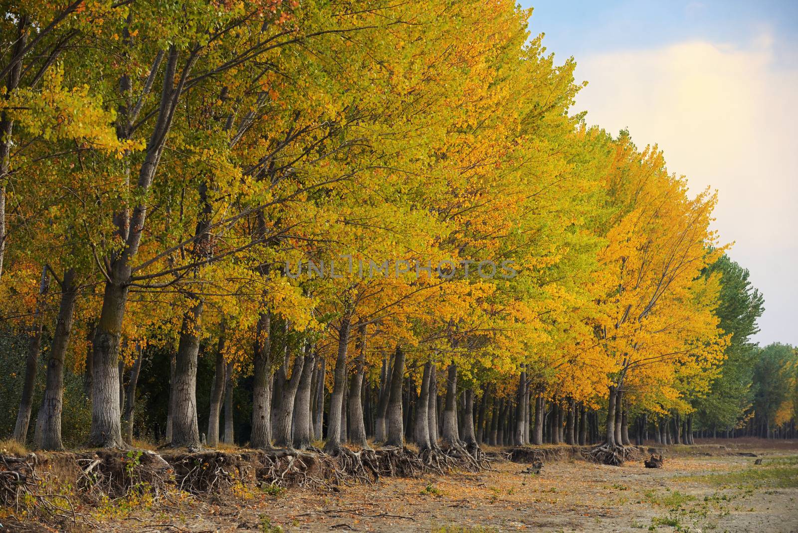 October autumn forest by mady70