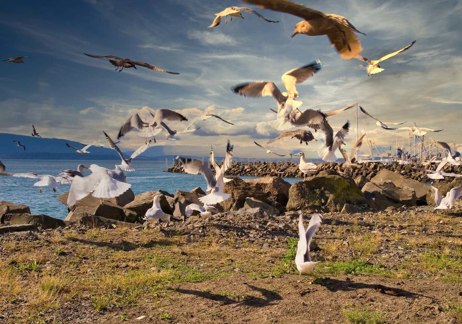 A large flock of seagulls hovering around a rocky coast