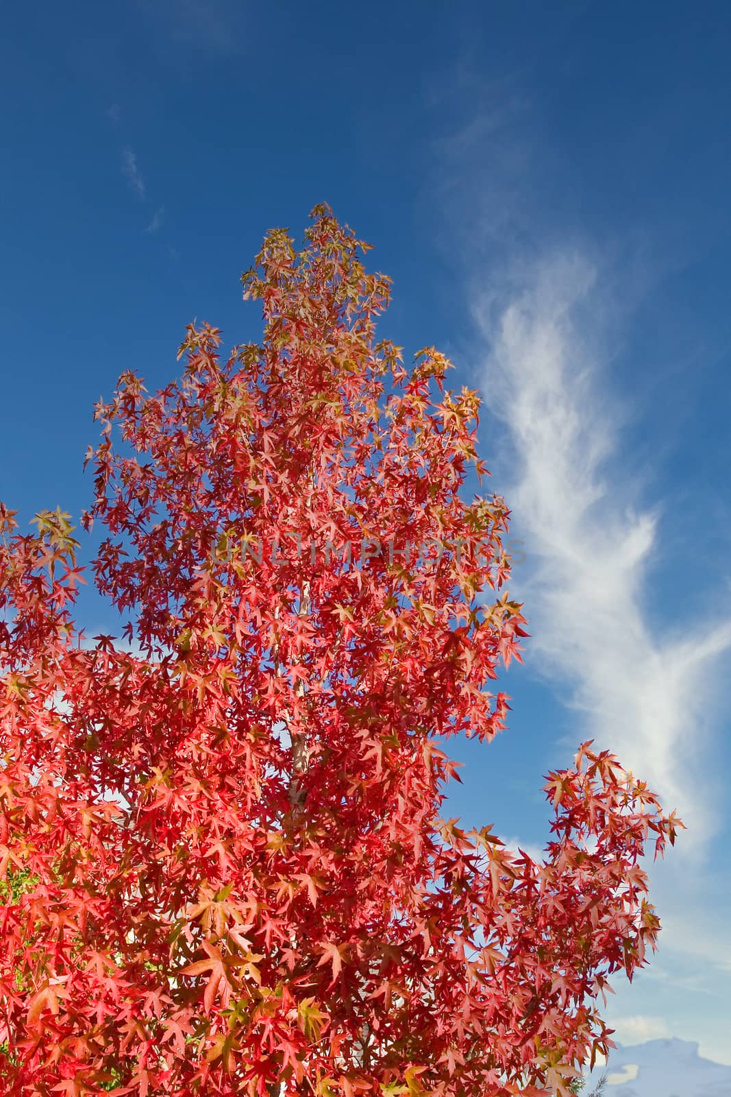 Red Maple Autumn Sky by dbvirago