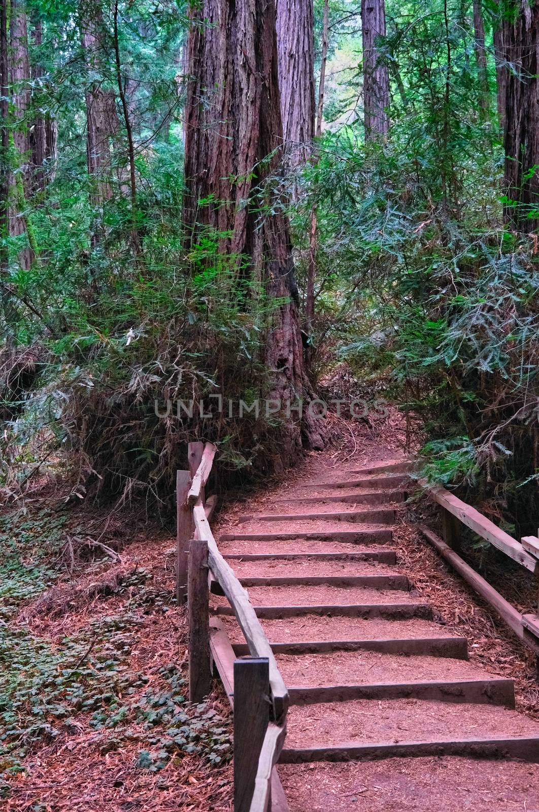 Timber and Mulch Steps Through Redwood Forest