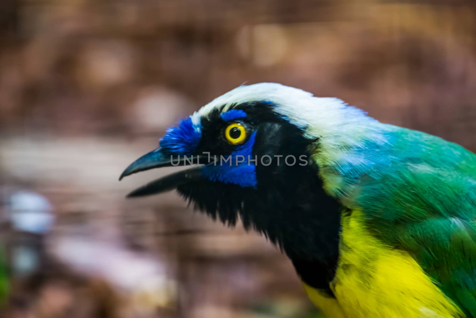 the face of a inca jay in closeup, colorful tropical bird specie from America by charlottebleijenberg