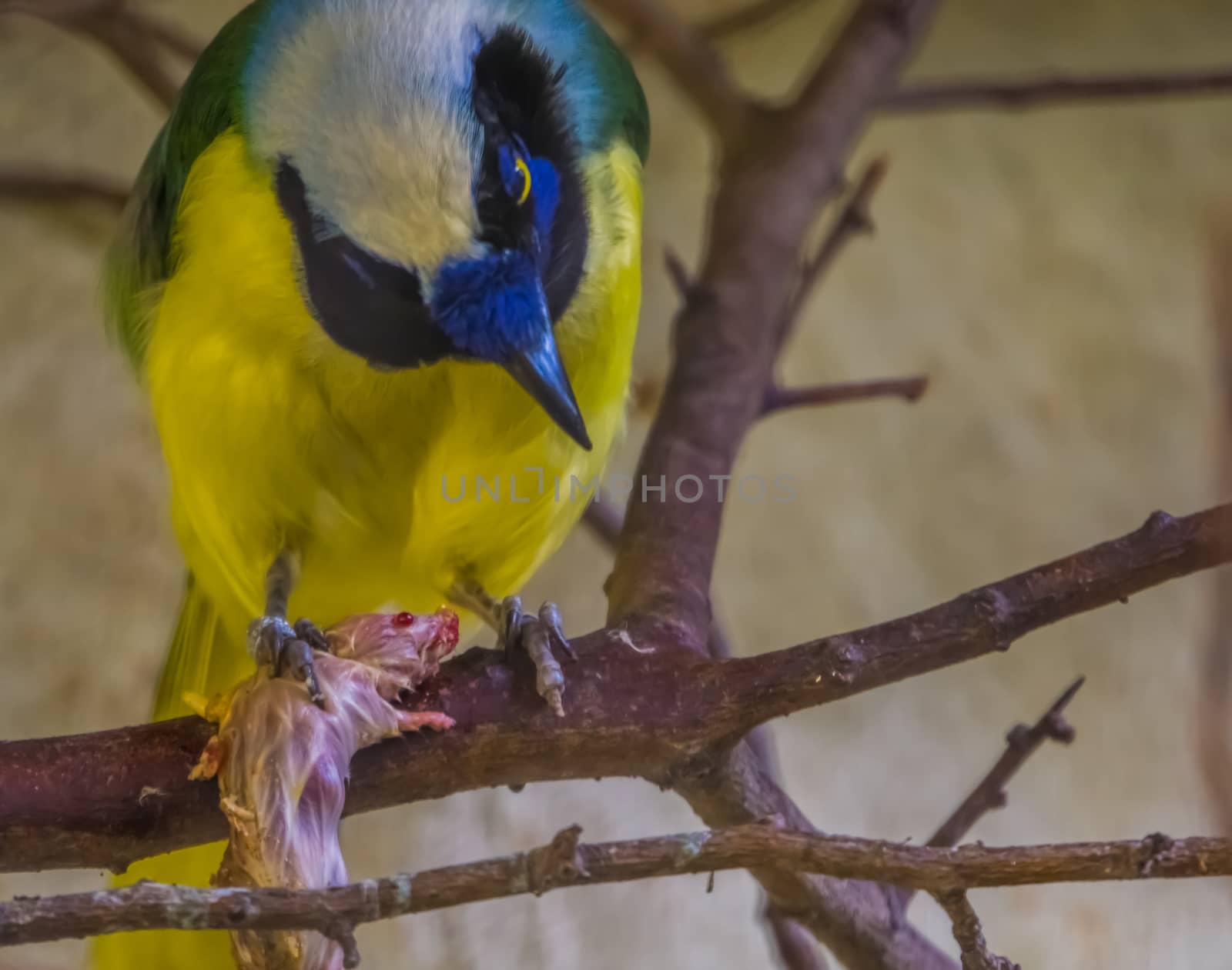 inca jay with its prey in a tree in closeup, Colorful and tropical bird specie from America