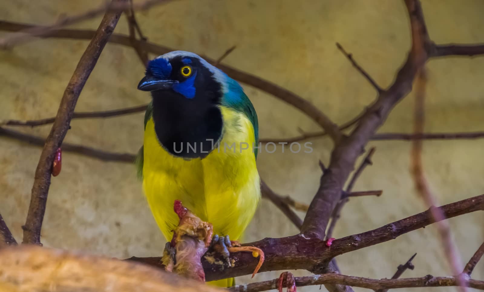 closeup of a inca jay with its prey in a tree, colorful tropical bird specie from America by charlottebleijenberg