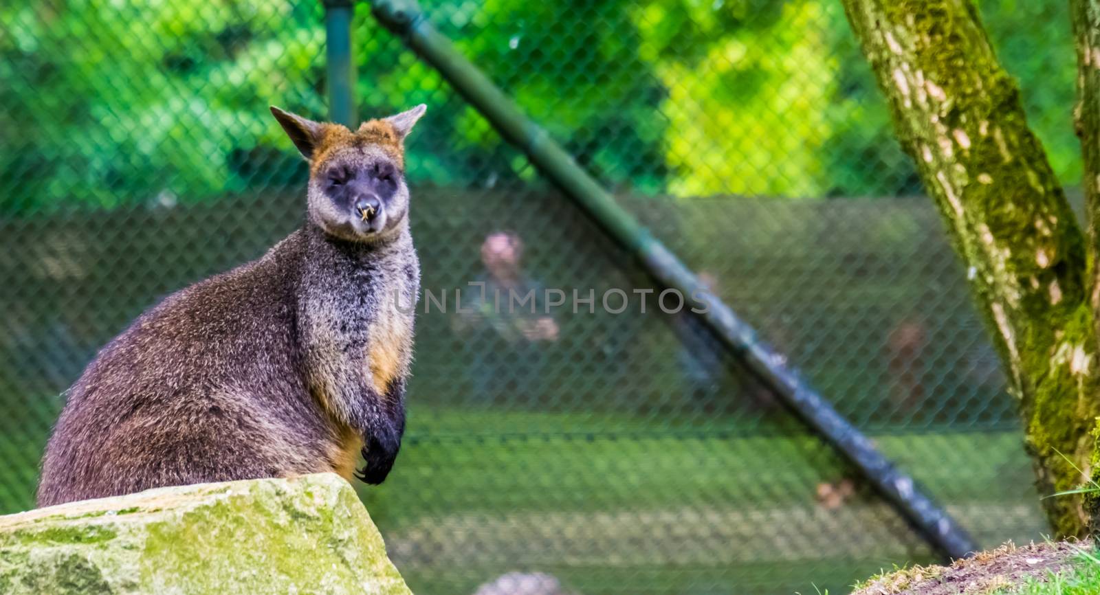 closeup portrait of a swamp wallaby, tropical marsupial specie from Australia