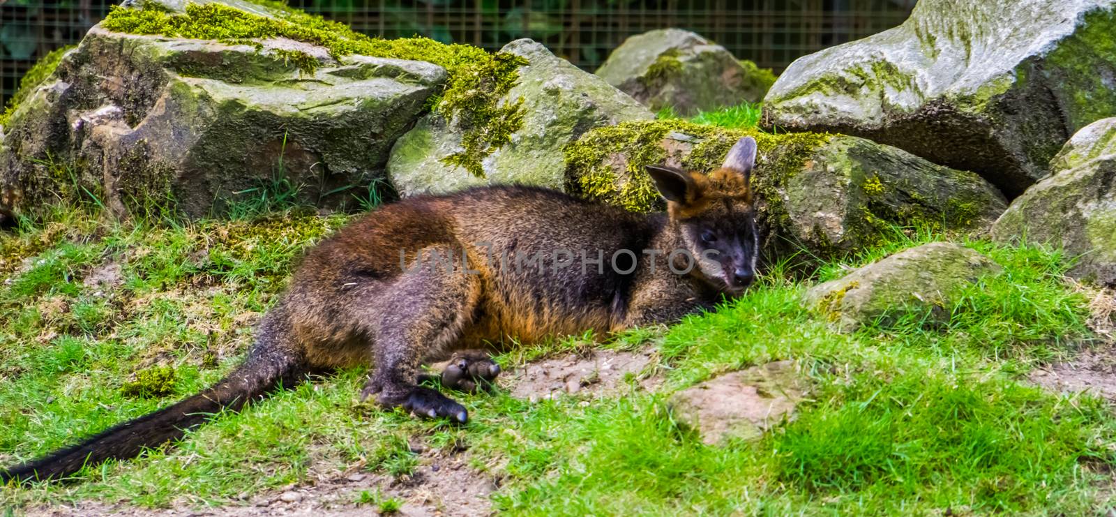 closeup of a swamp wallaby laying on the ground, tropical marsupial from Australia