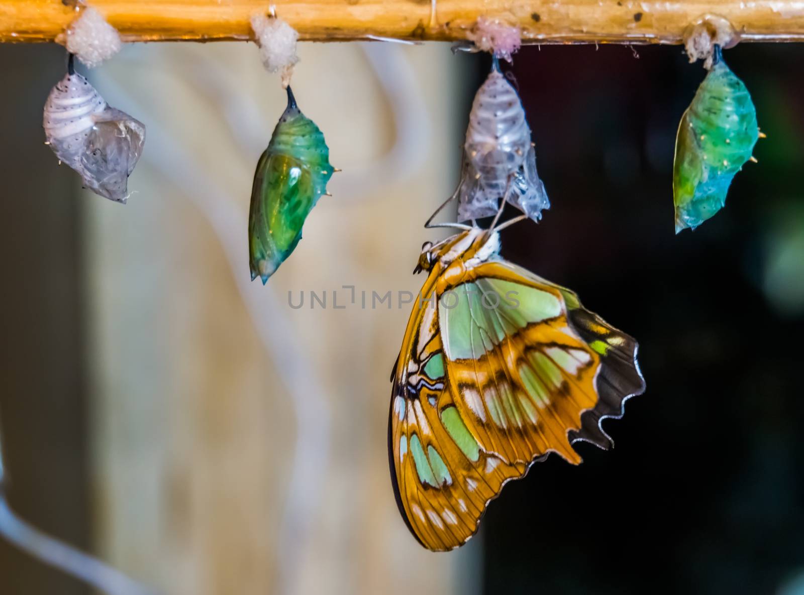 malachite butterfly coming out of its cocoon, pupation process, Entomoculture background by charlottebleijenberg